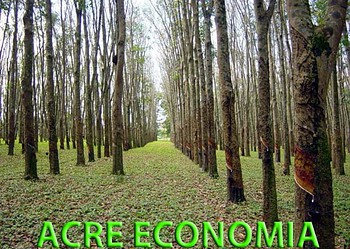 Governo do Acre anuncia plantio de 10 mil hectares de seringueiras