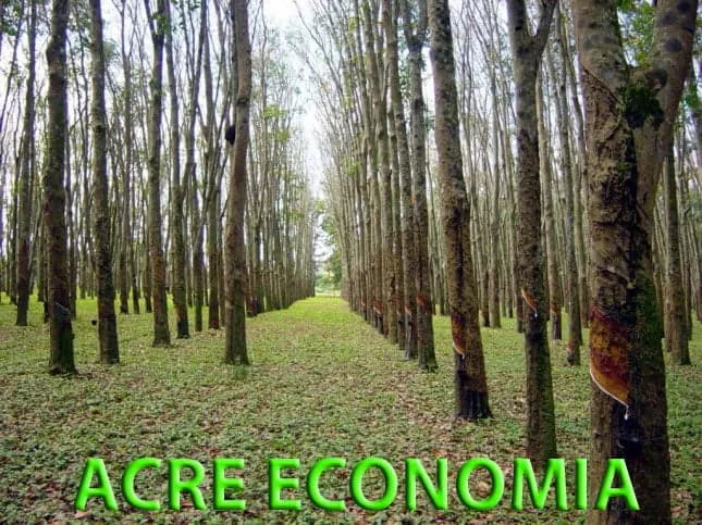 Governo do Acre anuncia plantio de 10 mil hectares de seringueiras 1 Governo do Acre anuncia plantio de 10 mil hectares de seringueiras