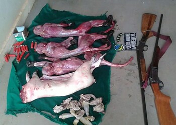 Animais e armas foram apreendidos durante uma patrulha