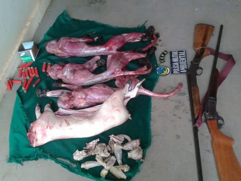 Pelotão Ambiental apreende animais abatidos e armas com caçadores, na BR-317 2 Animais e armas foram apreendidos durante uma patrulha
