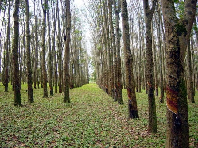 Governo do Acre anuncia plantio de 10 mil hectares de seringueiras 2 Custo para formação do seringal de cultivo no Acre é de R$ 6 mil, mais a manutenção