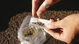 Anvisa estuda liberar uso controlado de produtos à base de maconha