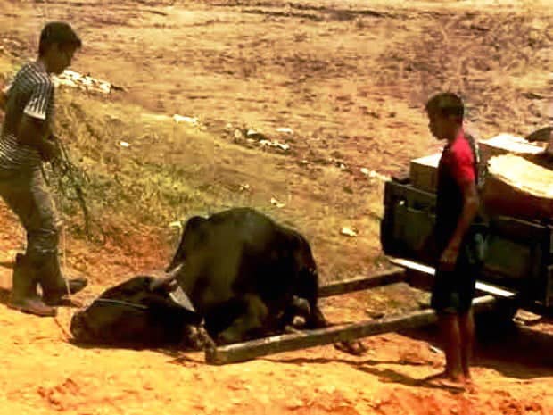 Bois usados no transporte de carga sofrem maus-tratos