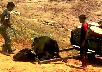 Bois usados no transporte de carga sofrem maus-tratos