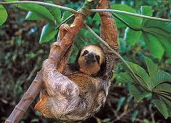 Obra arrisca atingir habitat de animais e equilíbrio ecológico