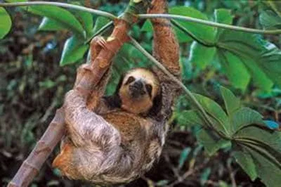 Obra arrisca atingir habitat de animais e equilíbrio ecológico