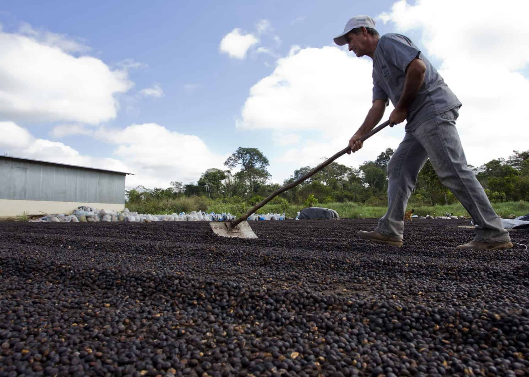 Comunidade Novo Ideal vende para o mercado cerca de 1.500 fardos de café por mês