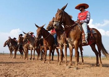 Marcha de Muares será no dia 28 na Arena de Rodeios