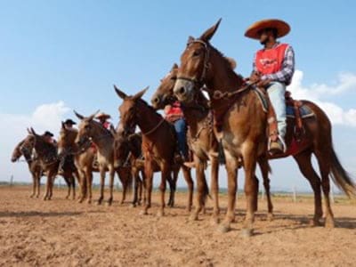 Marcha de Muares será no dia 28 na Arena de Rodeios