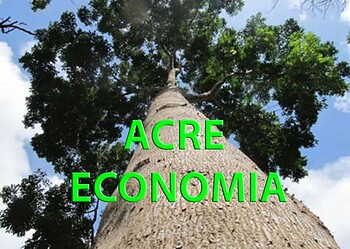 Pesquisador obtém no DNA de árvores maior lucratividade para manejos florestais