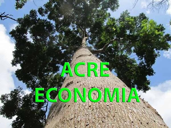 Pesquisador obtém no DNA de árvores maior lucratividade para manejos florestais