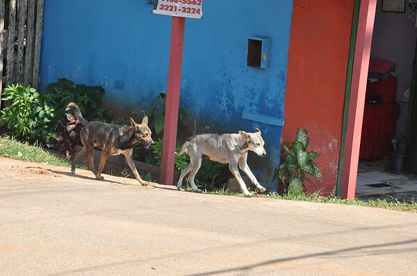 Abandono de animais é problema de saúde pública e a castração pode ser solução