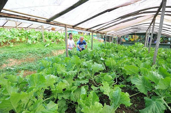 Bocalom: “hortas orgânicas serão mais uma alternativa para gerar empregos no Acre”