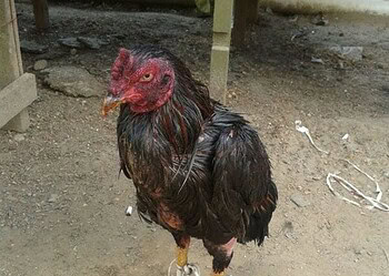 Patrulha Ambiental flagra rinha de galo na Vila Acre