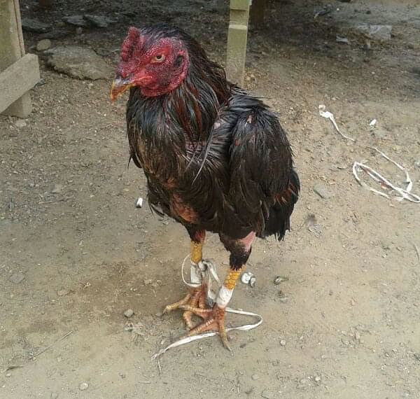 Patrulha Ambiental flagra rinha de galo na Vila Acre