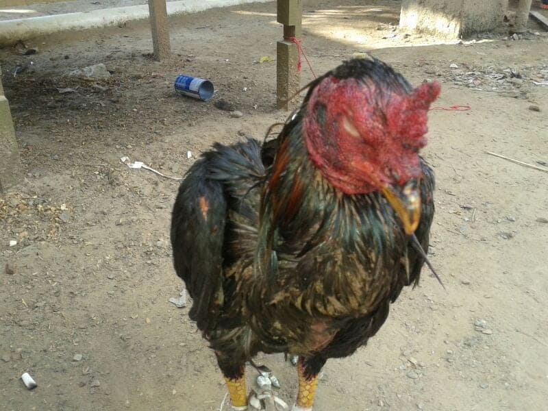 Patrulha Ambiental flagra rinha de galo no Vila Acre 2