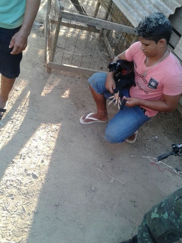 Patrulha Ambiental flagra rinha de galo no Vila Acre 3