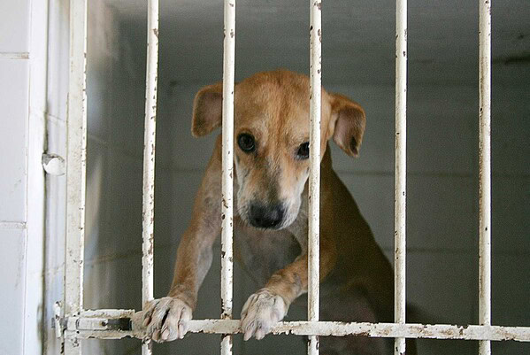 Sociedade Amor a Quatro Patas realiza 56 adoções de animais durante a Expoacre