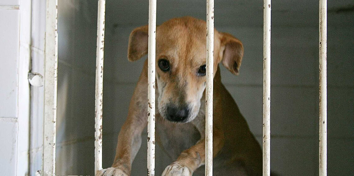 Sociedade Amor a Quatro Patas realiza 56 adoções de animais durante a Expoacre