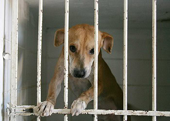 Sociedade Amor a Quatro Patas realiza 56 adoções de animais durante a Expoacre