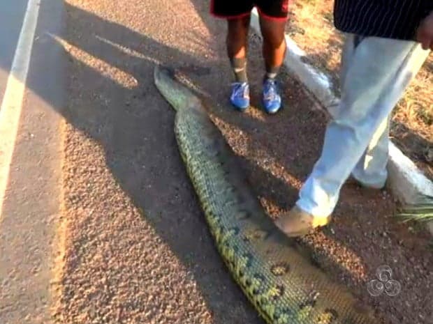 Cobra morreu após ser atropelada próximo ao balneário Quinoá, na BR-364 (Foto Reprodução TV Acre)