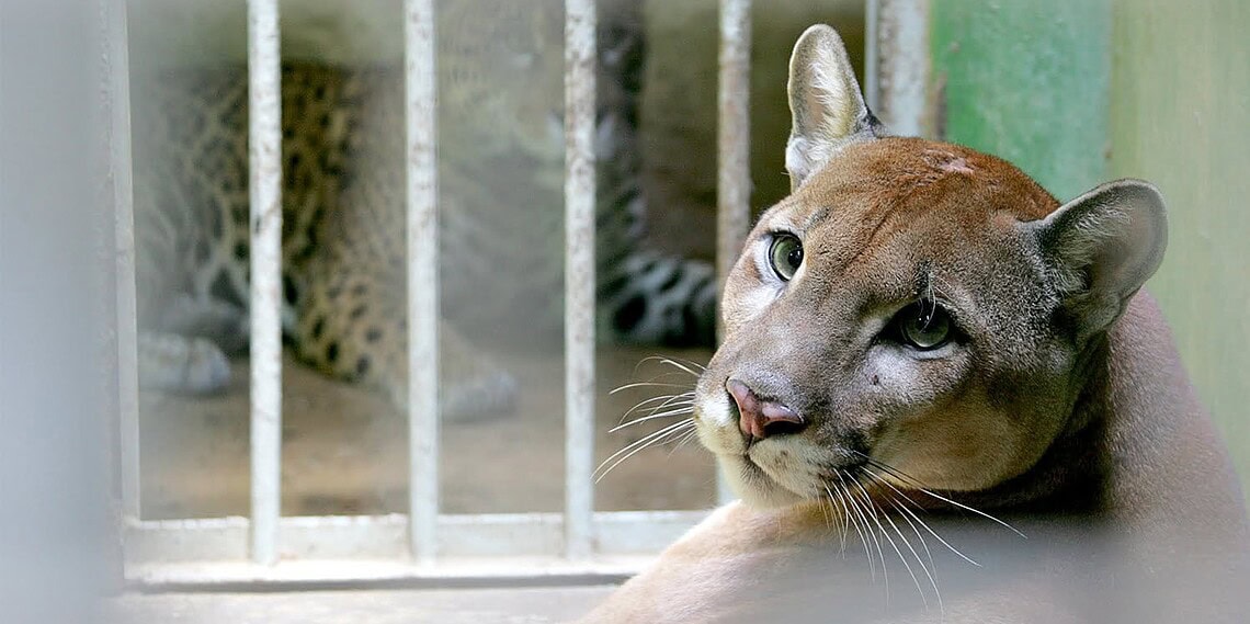 Zoológico do Parque Chico Mendes conta com uma nova atração feroz 1 Puma Dodge é o mais novo ‘inquilino’ do parque