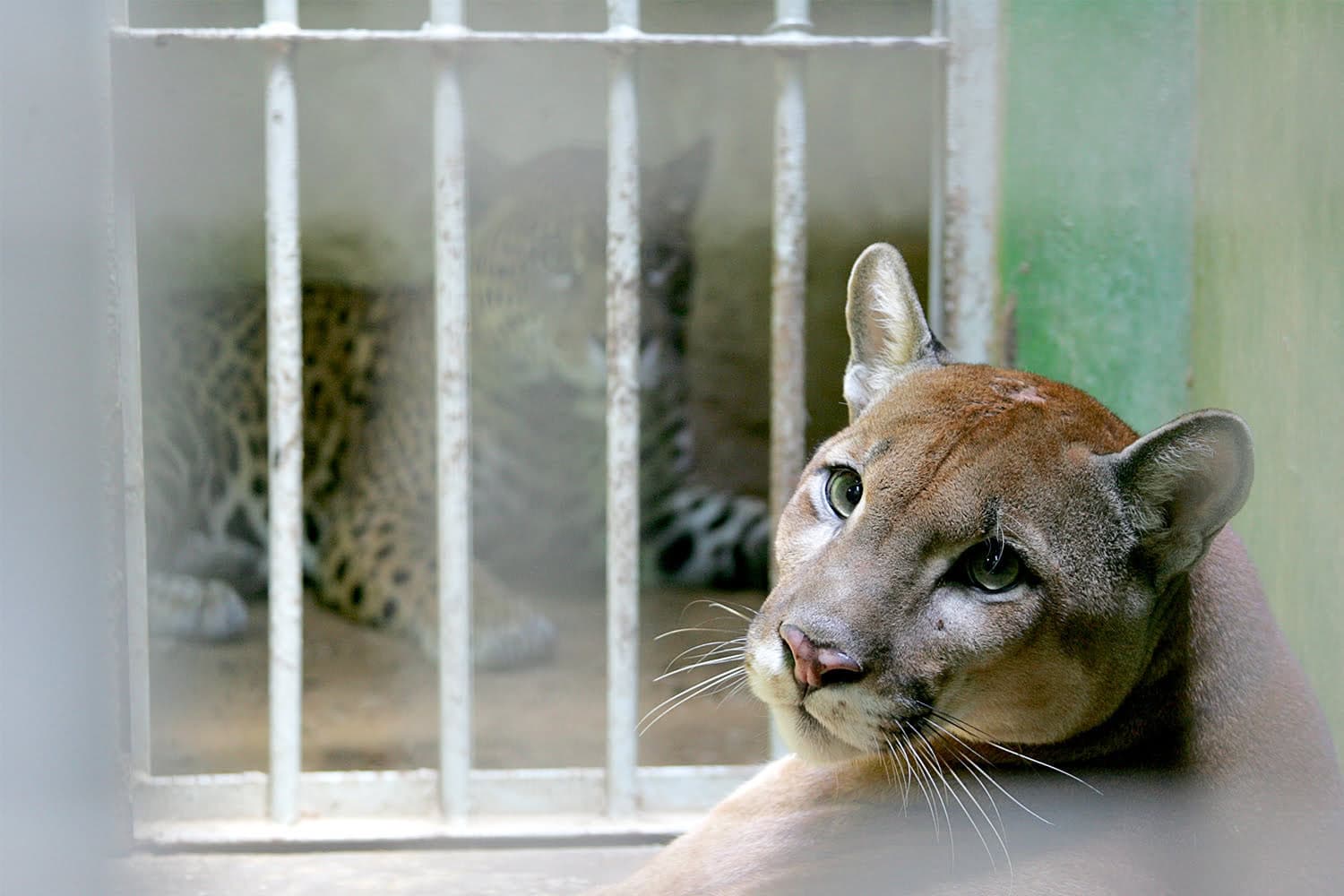 Zoológico do Parque Chico Mendes conta com uma nova atração feroz 2 Puma Dodge é o mais novo ‘inquilino’ do parque