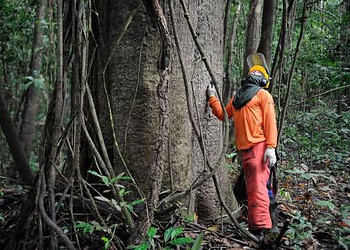 Amazônia ainda é responsável pela expressividade