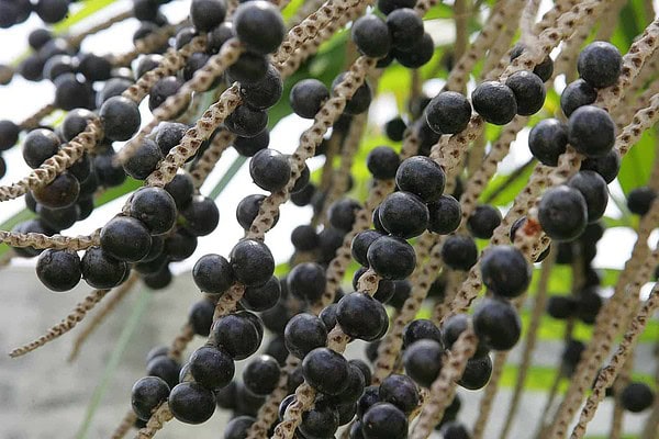 Relatório final da Semsa referente aos exames realizados para Doença de Chagas confirma que não houve casos relacionados ao Açaí