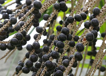 Indústria de processamento de açaí começa a ser instalada do Acre