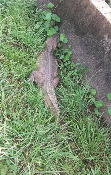 Animal causou susto aos moradores locais na terça-feira