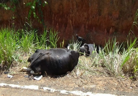 Animais causam acidente em ramal de Brasiléia e deixam 15 feridos e 8 mortos 2