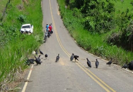 Animais causam acidente em ramal de Brasiléia e deixam 15 feridos e 8 mortos 3