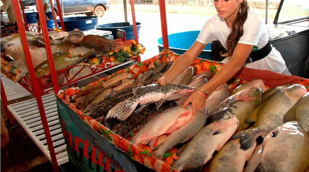 Feira do Peixe Natalina começa nesta sexta-feira na Ceasa