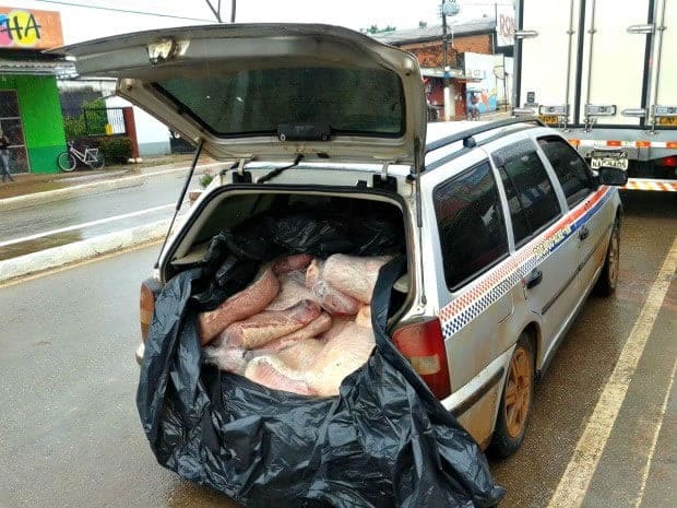 Polícia apreende quase meia tonelada de pirarucu e prende dois homens 2