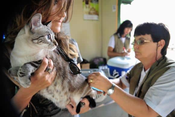 Pet shops terão de manter veterinário para inspeções diárias