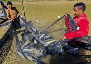 Produção de pescado chegou a quase 20 mil toneladas em 2014 