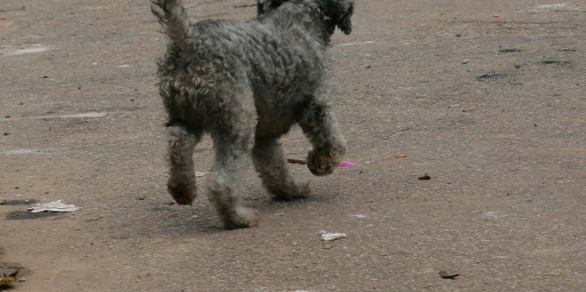 Feira de adoção de animais acontece neste sábado