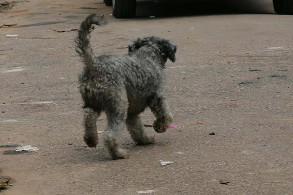 Feira de adoção de animais acontece neste sábado