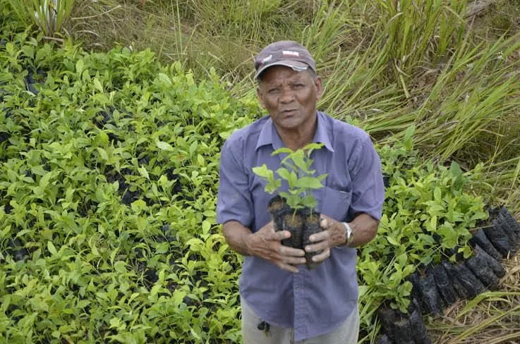 Desde a criação do programa, já foram distribuídas cerca de 800 mil mudas de café