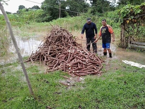 Cheia já causa graves prejuízos à agricultura e Safra age intensamente para apoiar ribeirinhos