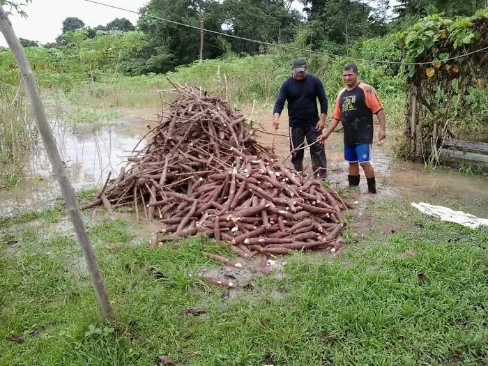 Cheia já causa graves prejuízos à agricultura e Safra age intensamente para apoiar ribeirinhos