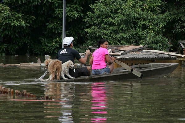 Voluntários fazem resgate de animais