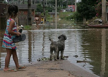 Durante as cheias do Rio Acre, moradores deixam suas casas e os animais de estimação ficam desprotegidos