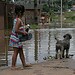 Defesa Civil Nacional libera mais R$ 4,18 milhões para atender cidades acreanas atingidas pelas cheias 9 Durante as cheias do Rio Acre, moradores deixam suas casas e os animais de estimação ficam desprotegidos
