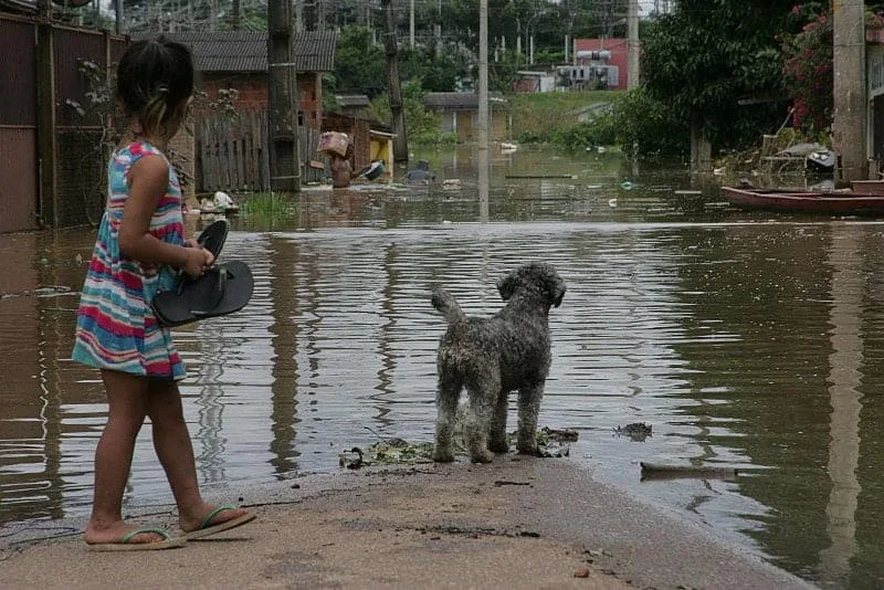 Durante as cheias do Rio Acre, moradores deixam suas casas e os animais de estimação ficam desprotegidos