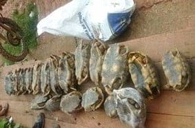 Polícia Militar apreende carne e animais silvestres no município de Porto Walter