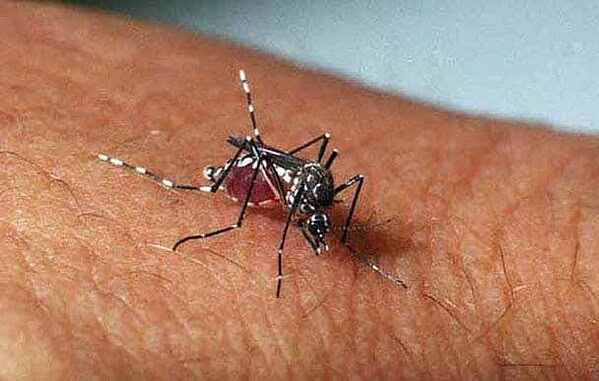 Acre não tem risco de surto de dengue, diz secretária adjunta de Saúde