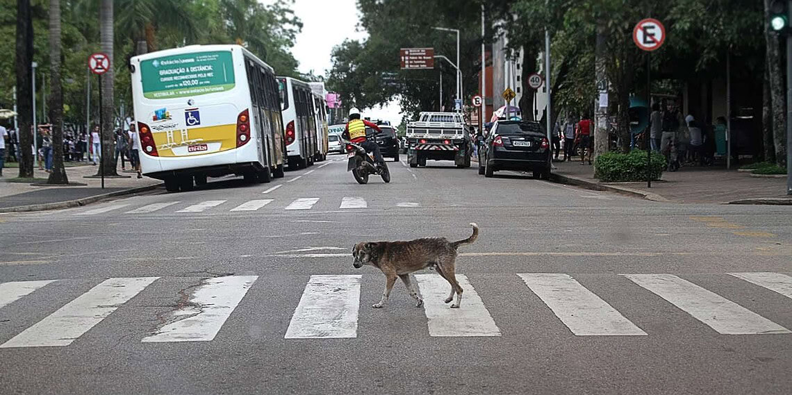 Manifestação vai cobrar direitos dos animais de rua. (Foto: Odair Leal/ A GAZETA)