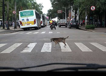 Manifestação vai cobrar direitos dos animais de rua. (Foto: Odair Leal/ A GAZETA)